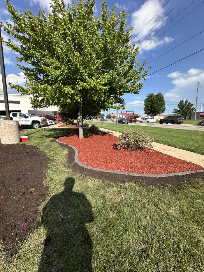 Curved red mulch ring cut around a tree in a commercial lot