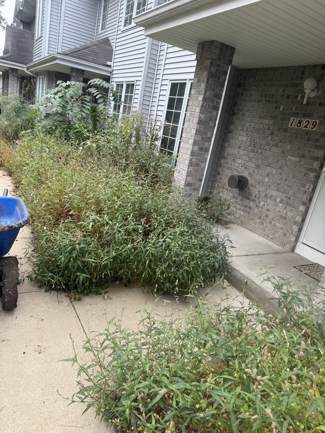 An overgrown foundation bed full of weeds